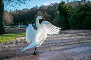 Falkirk Callendar Park