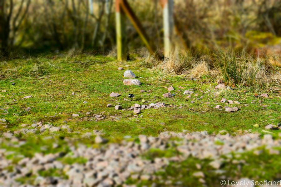 glen etive pajaro