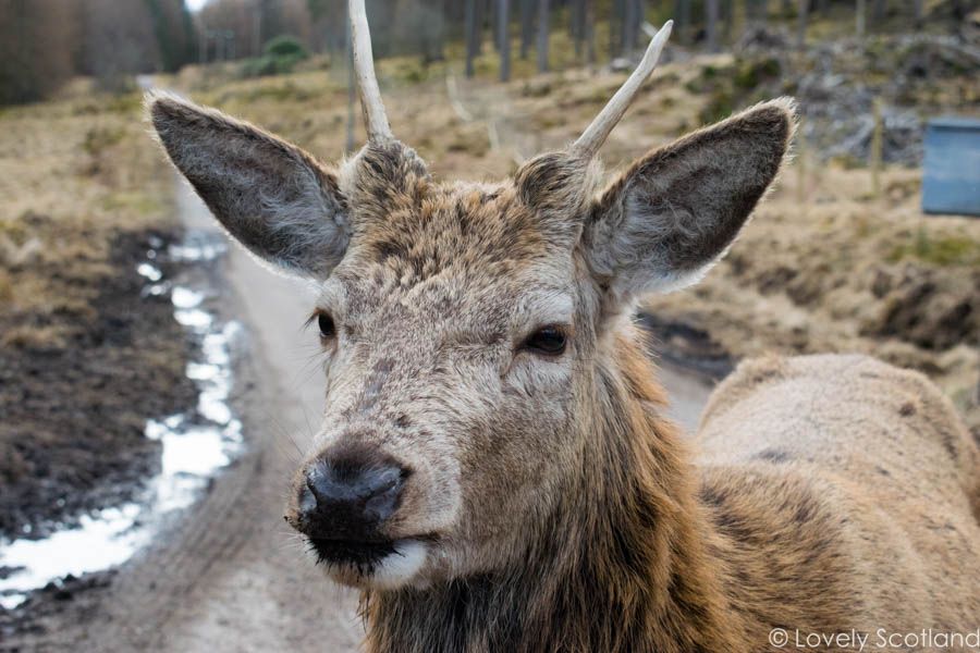glen etive ciervos