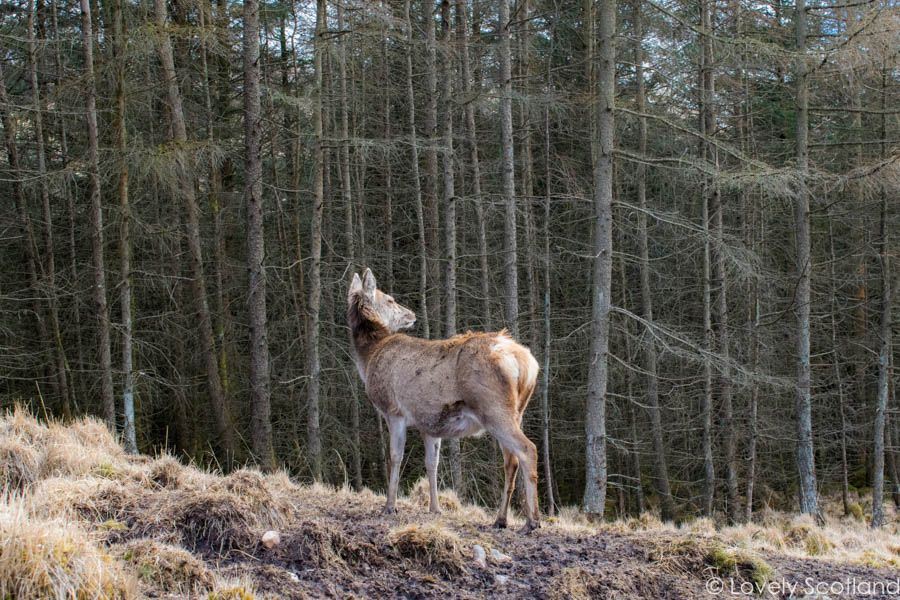 glen etive ciervos