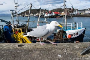 Oban puerto