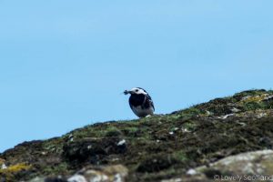 aves escocia