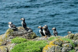 puffins