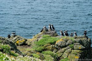 puffins