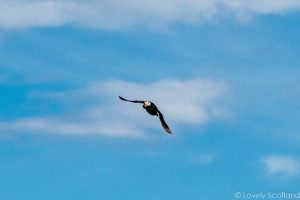 puffins