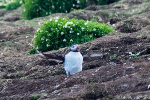 puffins escocia