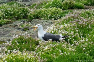 gaviota isla de May