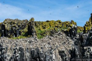 Aves isla de May