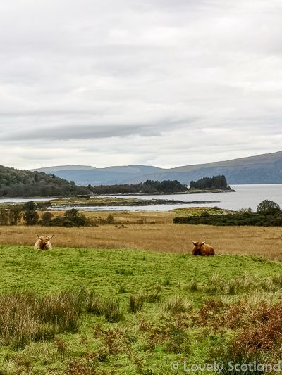 Highland Cows