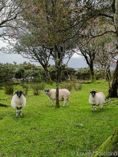 Lochbuie ovejas